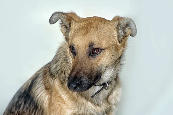 Raszuivere hond Pooch op een witte achtergrond in de Studio — Stockfoto