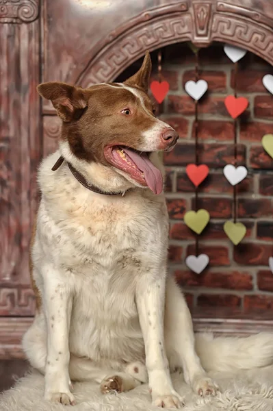 Gordo favorito doméstico mestizo grande rojo y blanco perro —  Fotos de Stock