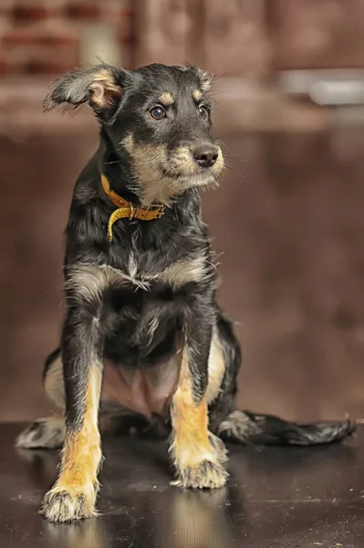 Negro con marrón pequeño lindo cachorro alegre, pura raza mestiza , —  Fotos de Stock