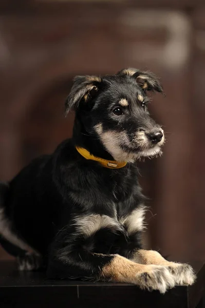 Black with brown small cute cheerful puppy, purebred half-breed, — Stock Photo, Image