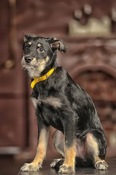 Preto com marrom pequeno bonito alegre filhote de cachorro, puro raça mestiça , — Fotografia de Stock