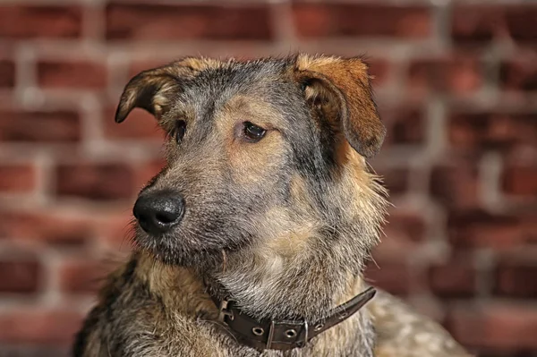 Kahverengi mongrel, bir tuğla duvar arka plan üzerinde pooch köpek — Stok fotoğraf