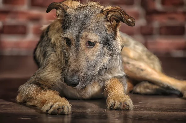 Brauner Mischling, Hund auf Backsteinmauer — Stockfoto