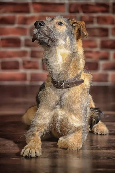 Mestiço marrom, cão pooch em um fundo de parede de tijolo — Fotografia de Stock