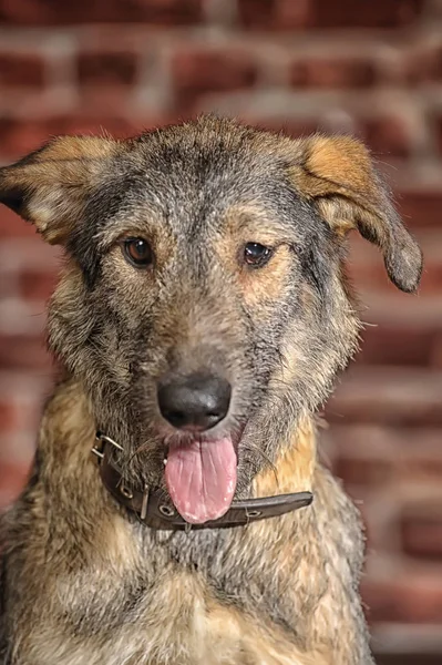 Brauner Mischling, Hund auf Backsteinmauer — Stockfoto