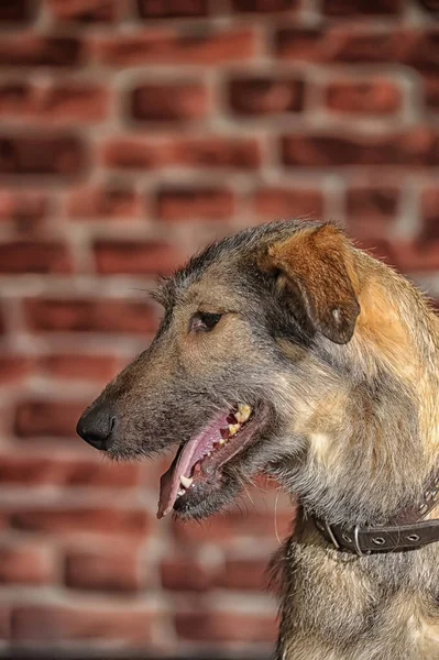 Kahverengi mongrel, bir tuğla duvar arka plan üzerinde pooch köpek — Stok fotoğraf