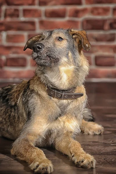 Mestiço marrom, cão pooch em um fundo de parede de tijolo — Fotografia de Stock