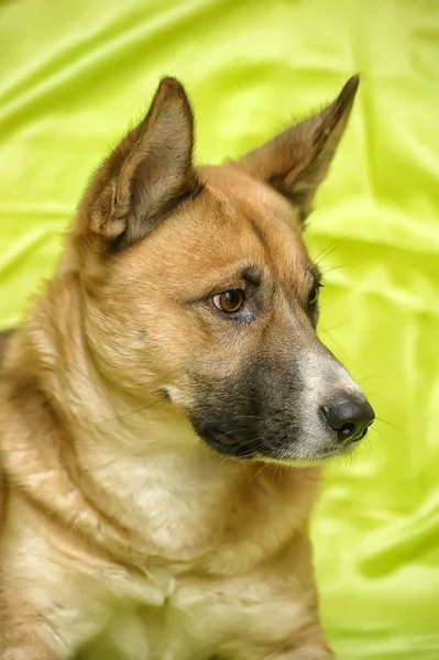 Hermoso perro rojo mestizo se encuentra en un sofá en un bac verde claro —  Fotos de Stock