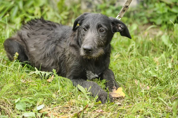 Infeliz triste cão preto culpado em um fundo de grama verde — Fotografia de Stock