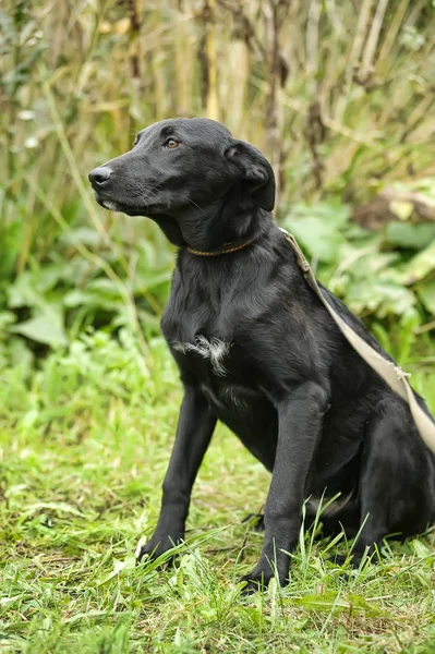 Infeliz triste cão preto culpado em um fundo de grama verde — Fotografia de Stock