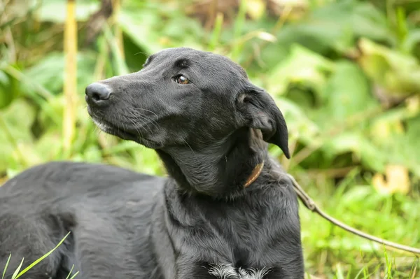 Infeliz triste cão preto culpado em um fundo de grama verde — Fotografia de Stock