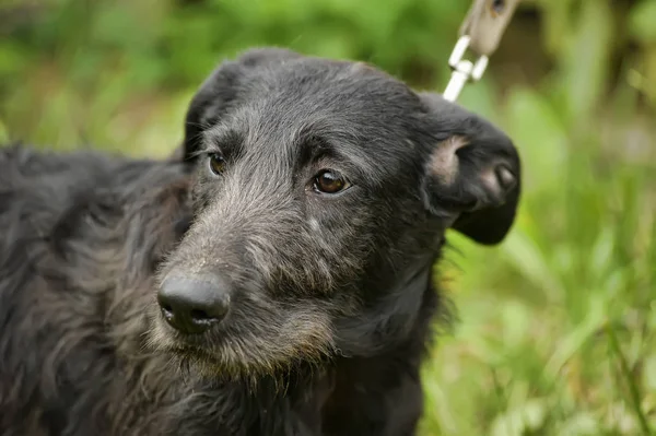 緑の草の背景に不幸な悲しい罪を犯した黒犬 — ストック写真