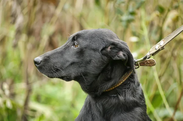 Infeliz triste cão preto culpado em um fundo de grama verde — Fotografia de Stock