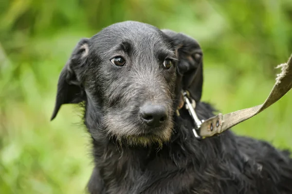 Несчастная виноватая чёрная собака на фоне зелёной травы. — стоковое фото