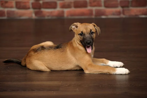 벽돌 벽 배경에 귀여운 작은 갈색 강아지 — 스톡 사진
