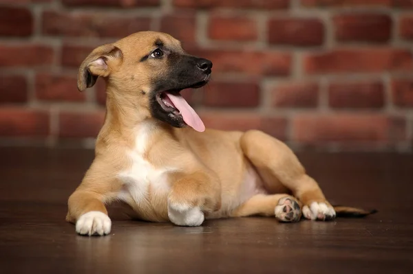 Schattige kleine bruine pup op bakstenen muur achtergrond — Stockfoto