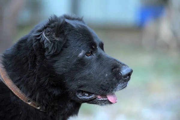 Retrato de alabai preto no início do inverno — Fotografia de Stock