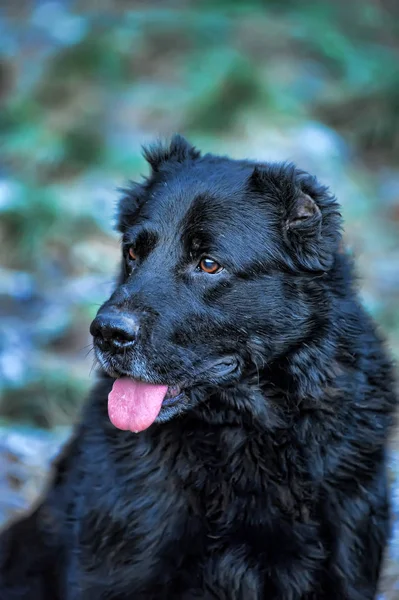 Retrato de alabai negro a principios del invierno —  Fotos de Stock