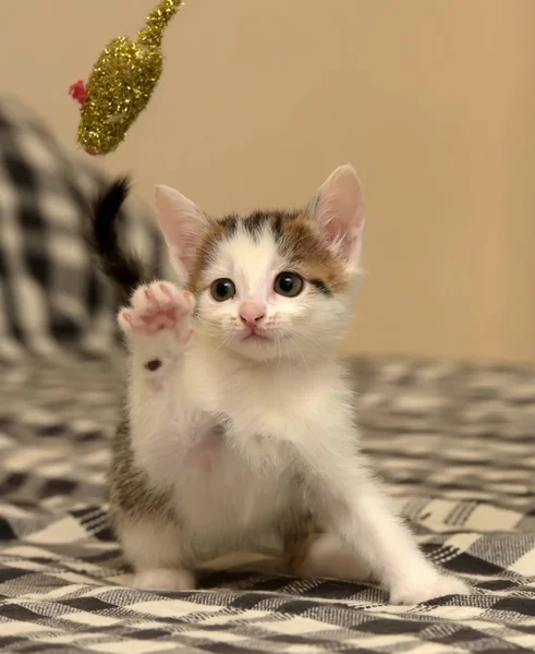 Beyaz bir kedi yavrusu ve bir oyuncak fare ile küçük oyuncu kahverengi — Stok fotoğraf