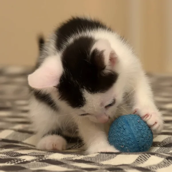 O gato fofo está brincando com uma bola de fios rosa. curioso gatinho  deitado em cima