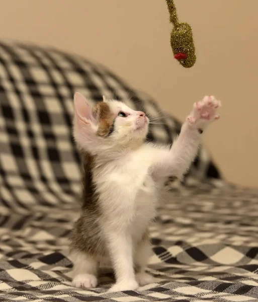 Beyaz bir kedi yavrusu ve bir oyuncak fare ile küçük oyuncu kahverengi — Stok fotoğraf