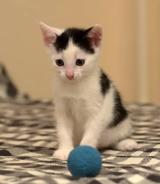 Mały figlarny kociak i mała kula — Zdjęcie stockowe