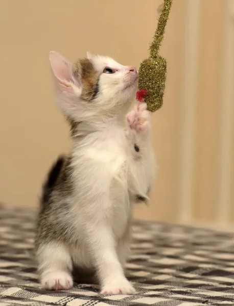 Klein speels bruin met een wit kitten en een speelgoed muis — Stockfoto