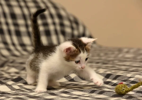 Klein speels bruin met een wit kitten en een speelgoed muis — Stockfoto