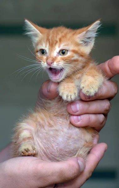 Little red kitten 1 month in hand — Stock Photo, Image