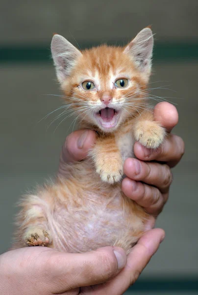 Malé červené kotě 1 měsíc v ruce — Stock fotografie
