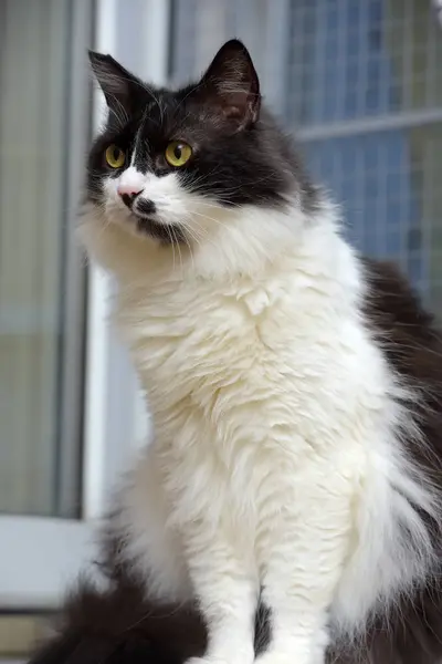 Zwart-wit pluizig Noorse bos kat — Stockfoto