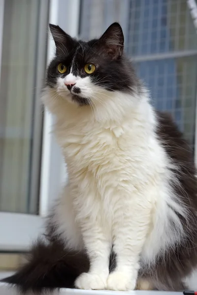 Zwart-wit pluizig Noorse bos kat — Stockfoto