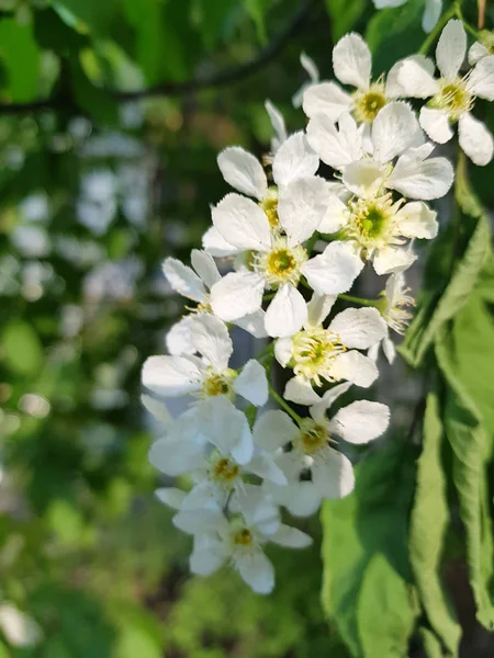 Цветы вишни весной — стоковое фото