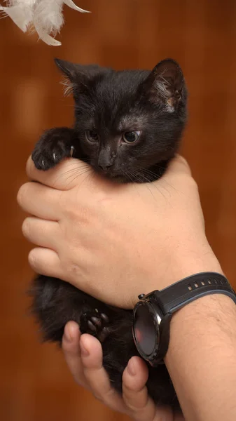 Gatito negro en la mano — Foto de Stock