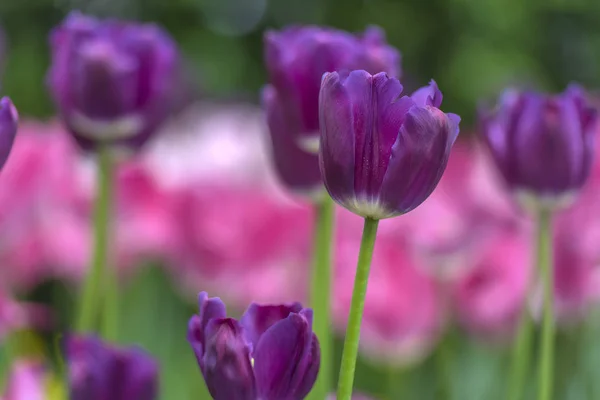Tulipanes morados y rosados en el césped — Foto de Stock