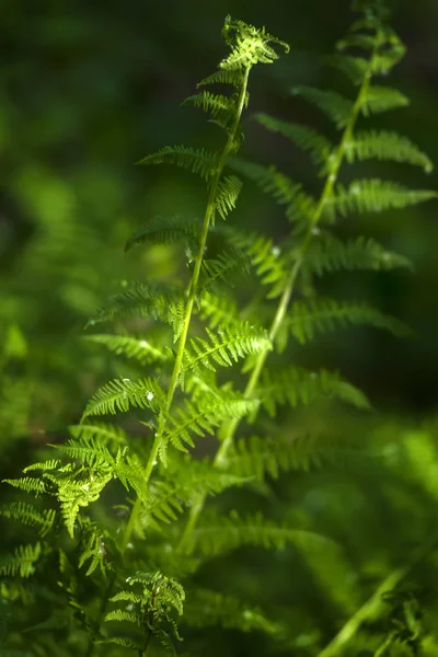 Fern löv i skogen — Stockfoto