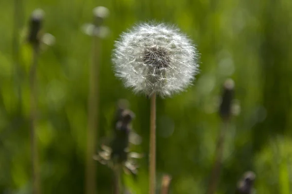 Weißer flauschiger Löwenzahn auf einem grünen — Stockfoto