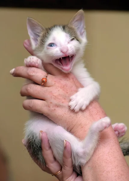 Blanc avec chaton gris avec des yeux endoloris, handicapé , — Photo