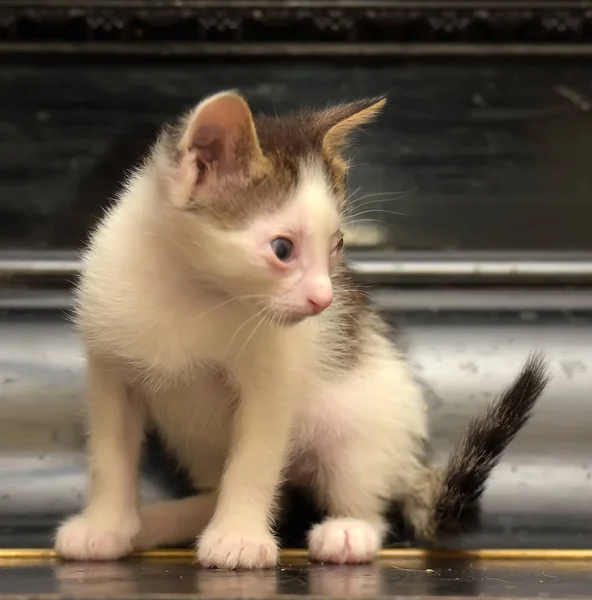 Blanc avec chaton gris avec des yeux endoloris, handicapé , — Photo