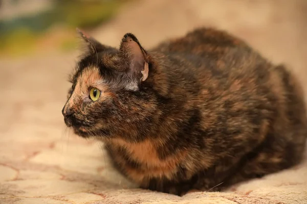 I tortoiseshell cat with a sad look — стоковое фото