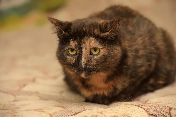 Hüzünlü bir görünüm ile ben kaplumbağa kabuğu kedi — Stok fotoğraf