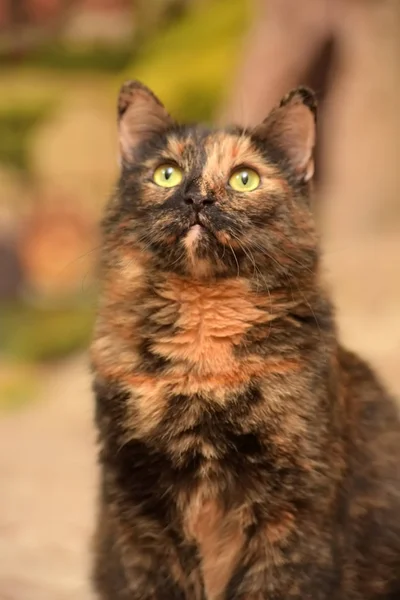 L Schildpatt-Katze mit traurigem Blick — Stockfoto