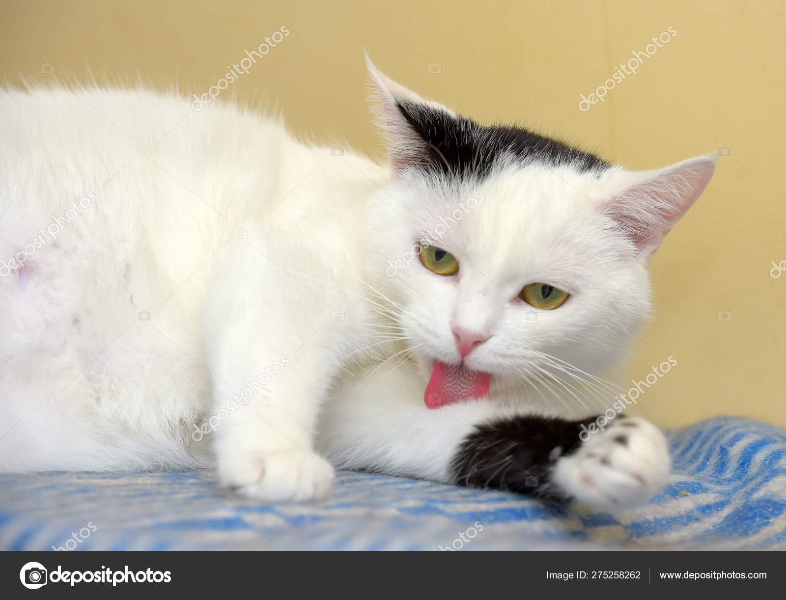Cute White And Black European Shorthair Cat Washes Stock Photo C Evdoha 275258262