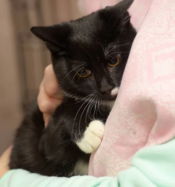 Triste gato preto e branco — Fotografia de Stock