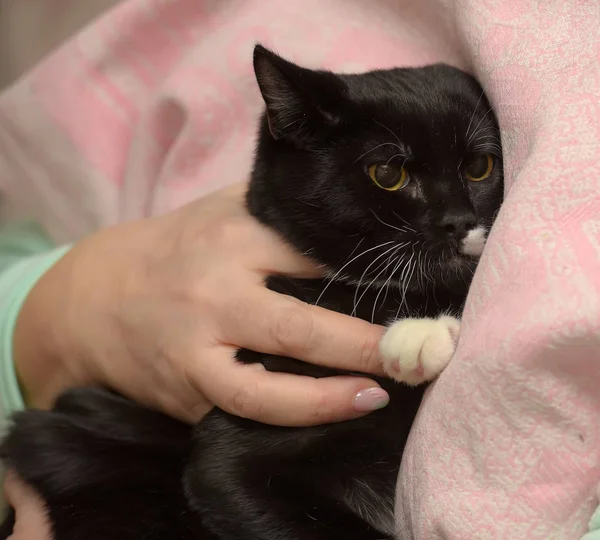 Triste gato preto e branco — Fotografia de Stock