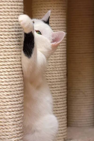 Gato agudiza garras alrededor de la garra — Foto de Stock