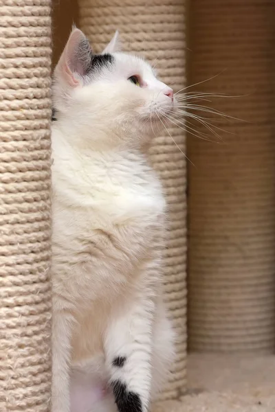 Gato na casa do gato com um raspador — Fotografia de Stock