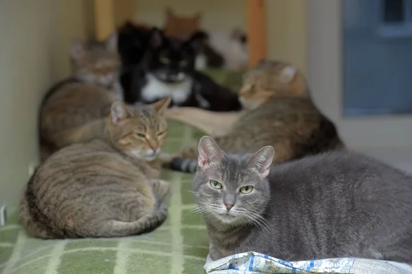 Chats ensemble se trouve dans un refuge pour animaux — Photo