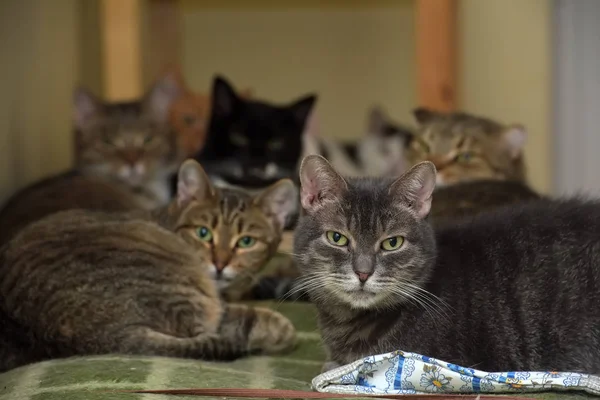 Gatos juntos se encuentra en un refugio de animales — Foto de Stock
