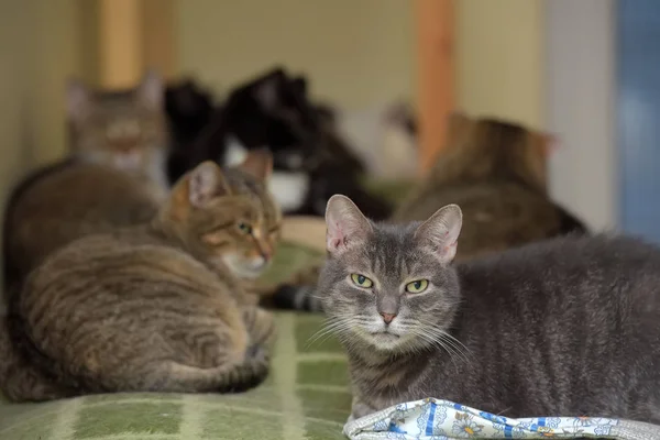 cats together lies in an animal shelter